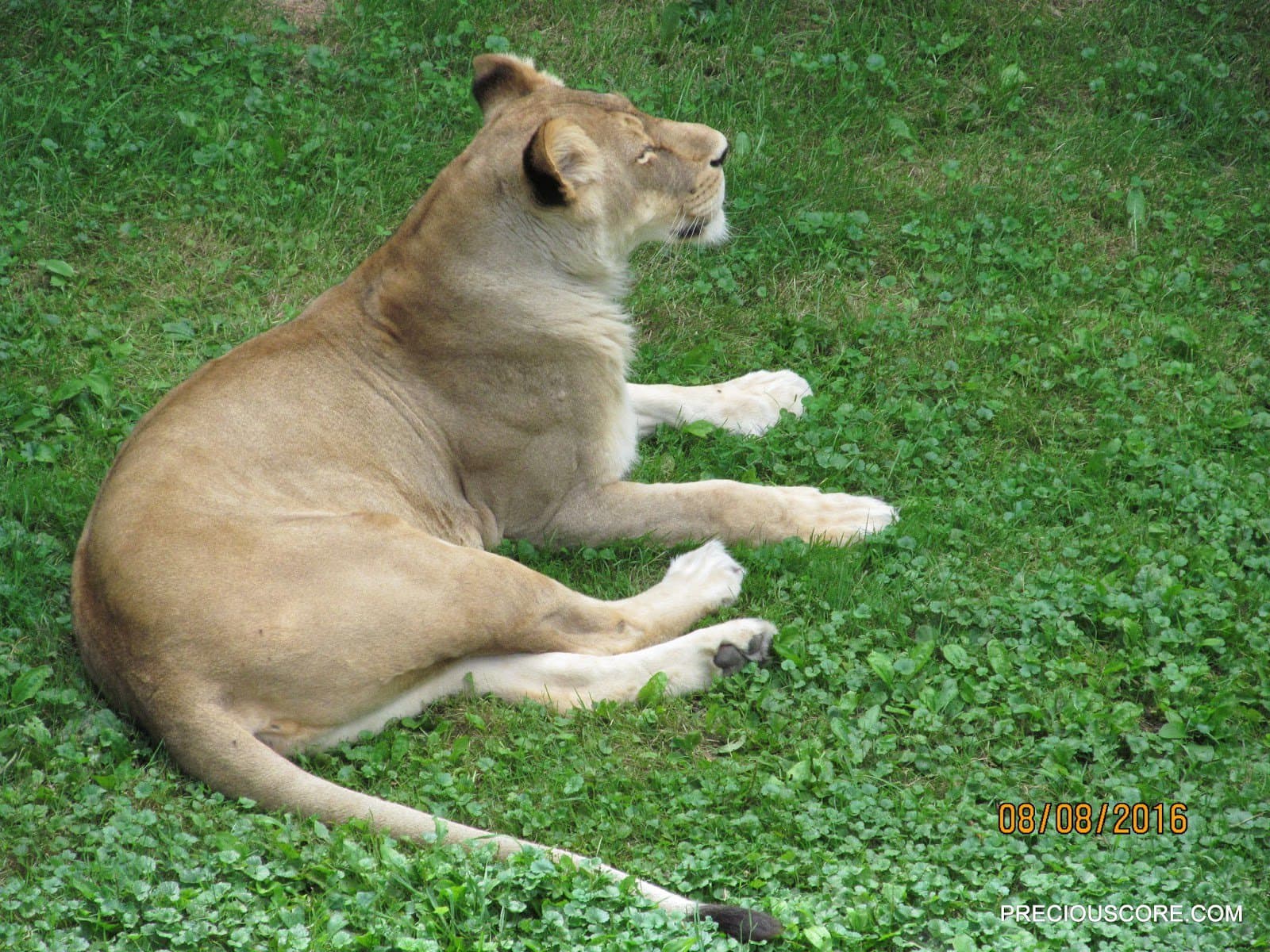 lioness at como zoo