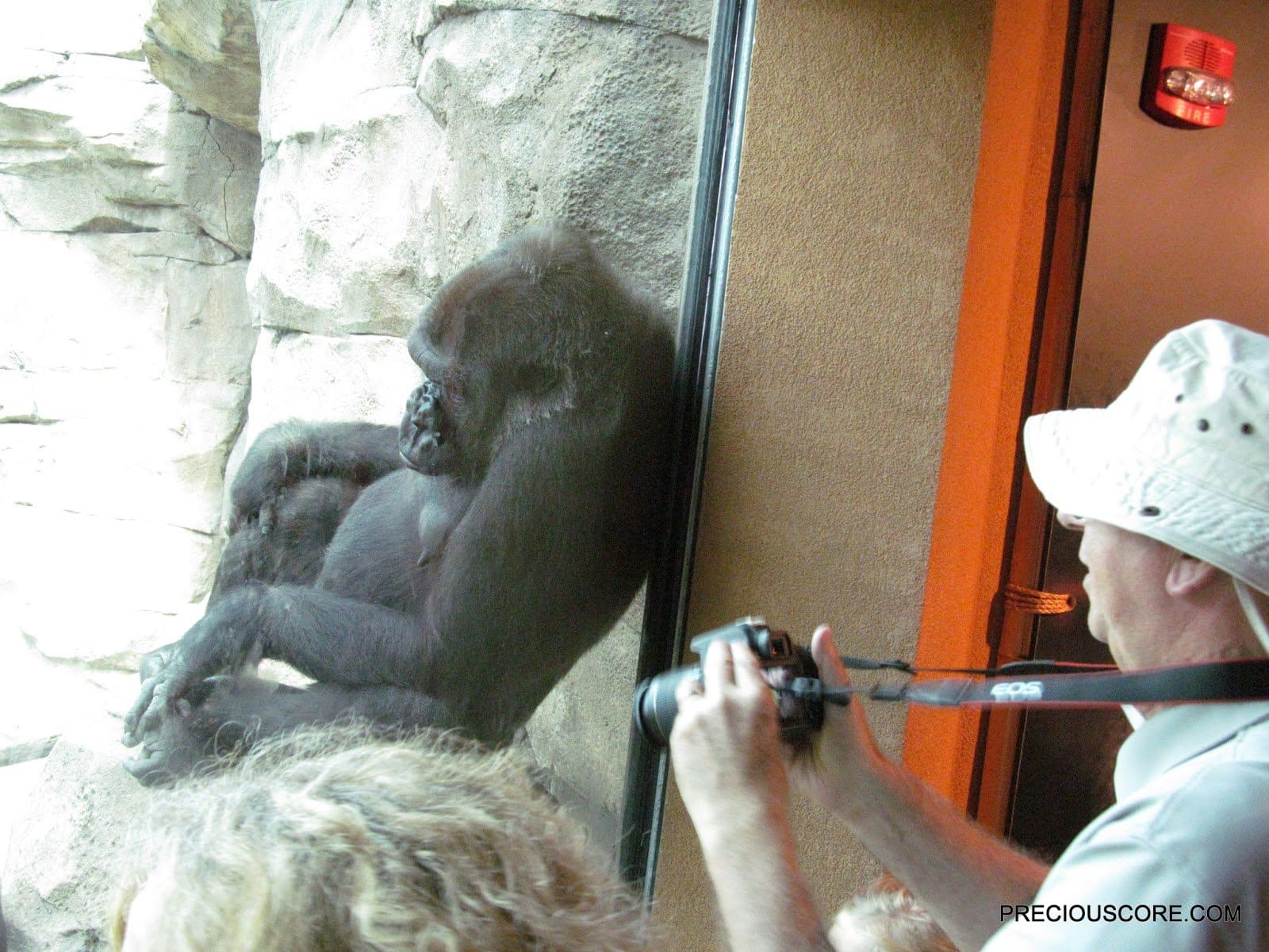 gorilla at como zoo