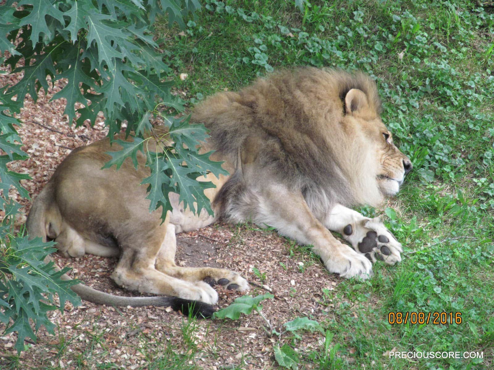 lion at como zoo
