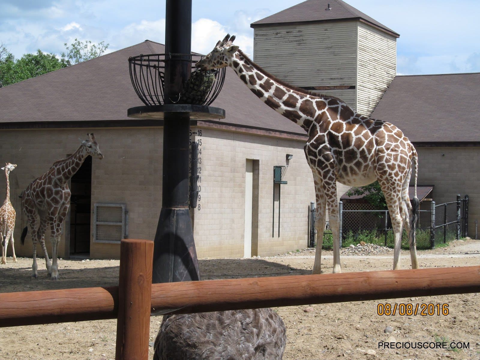 giraffe at Como Zoo