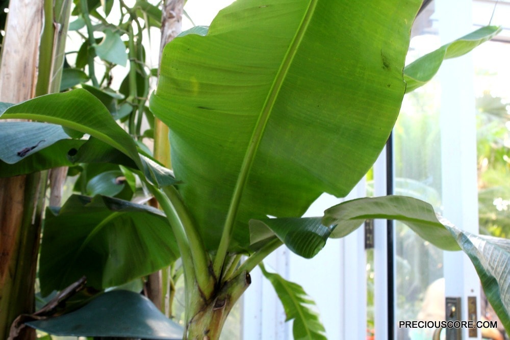 banana-plant-at-como-conservatory