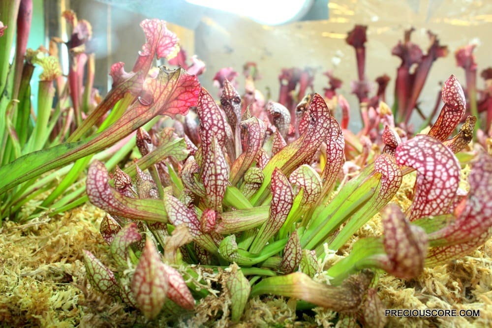 canivorous-plants