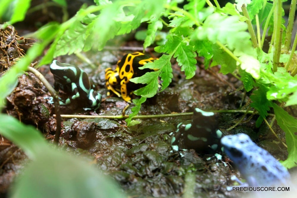 colourful-frogs-at-como-zoo-minnesota