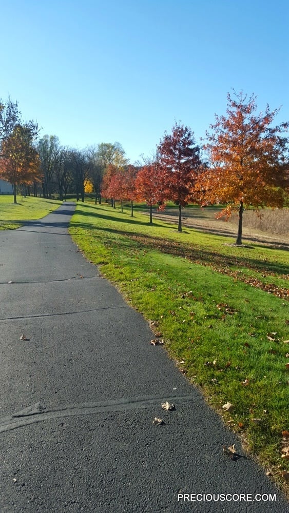 fall-trees