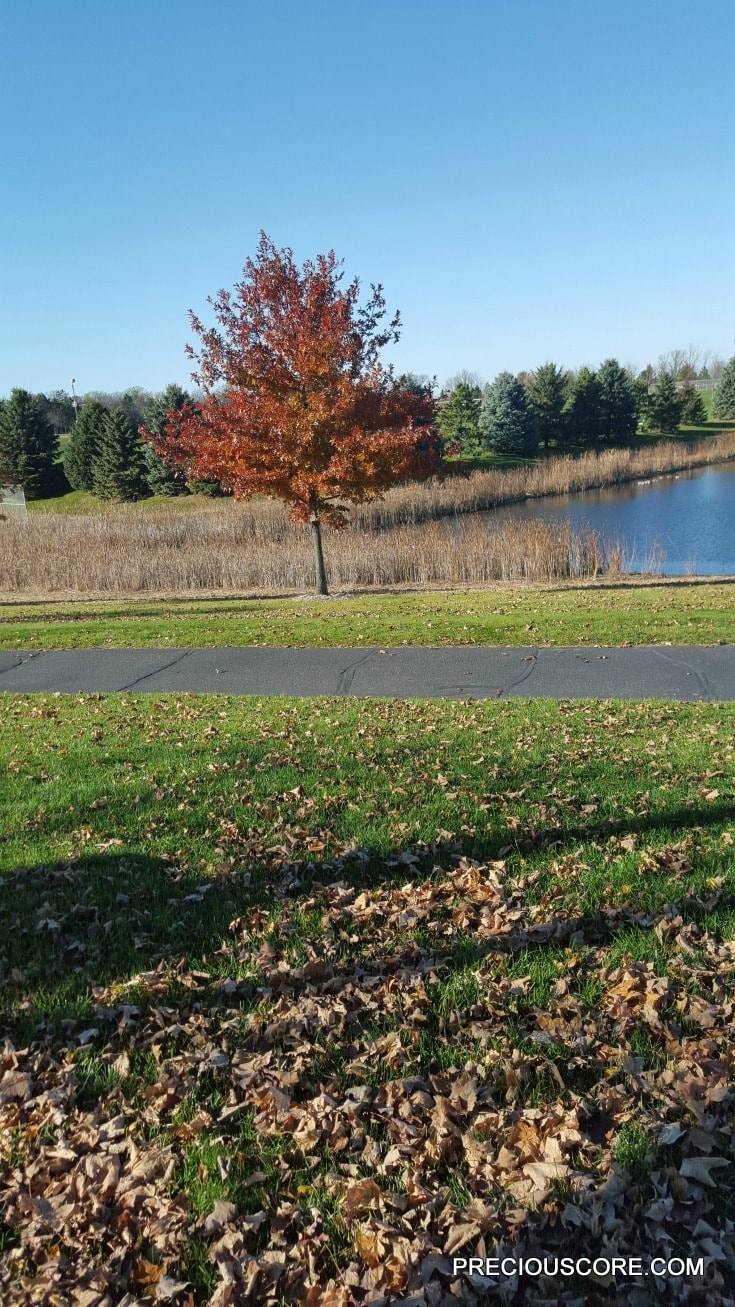 fall-in-minnesota