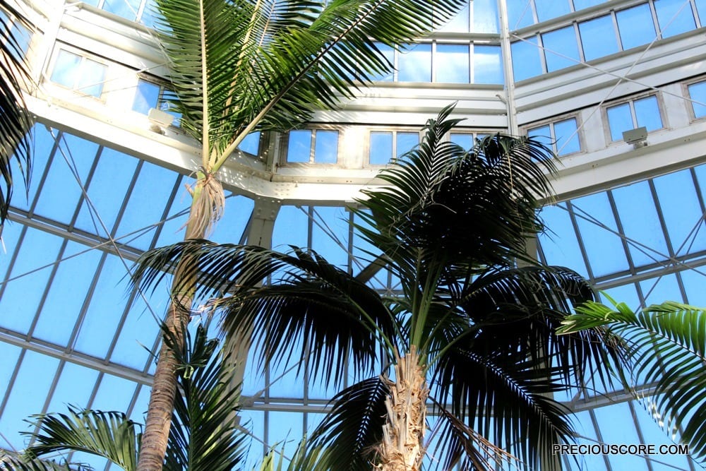 palms-at-como-conservatory