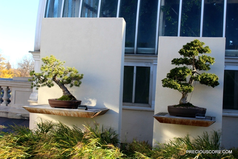 bonsai-plants-at-como-conservatory