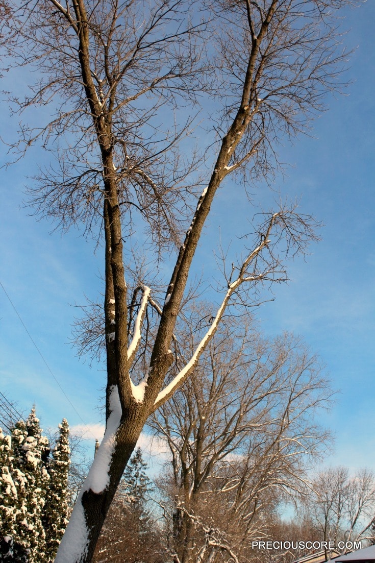 leafless-tree-in-the-winter