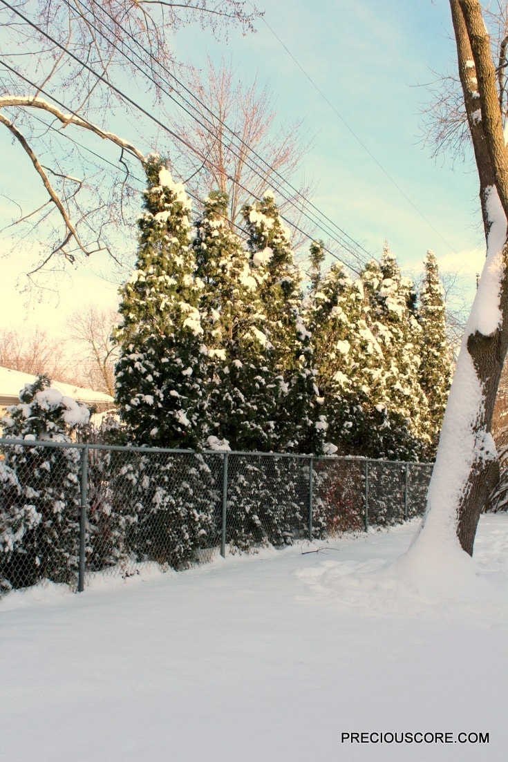 pine-trees-in-the-winter