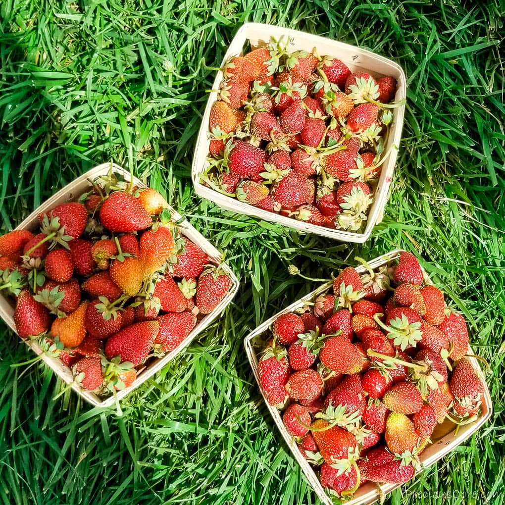 Three containers of freshly-picked strawberries.