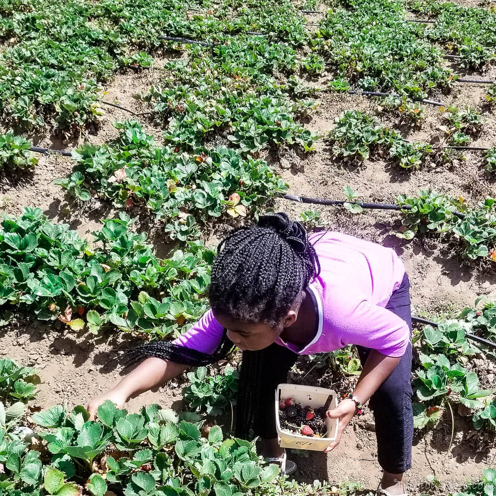 Girl crouching to pick strawberries.