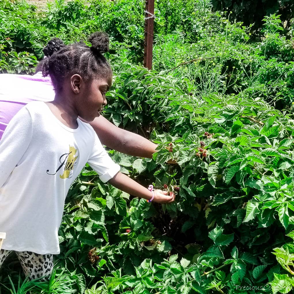 Children reaching into a berry bush.