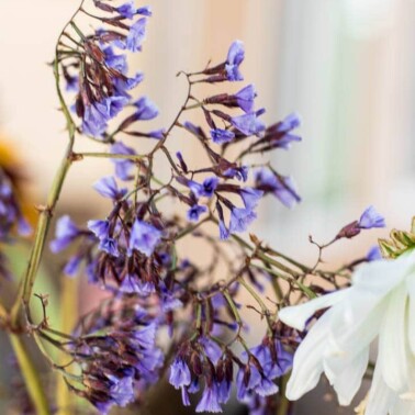 Purple flowers in garden.