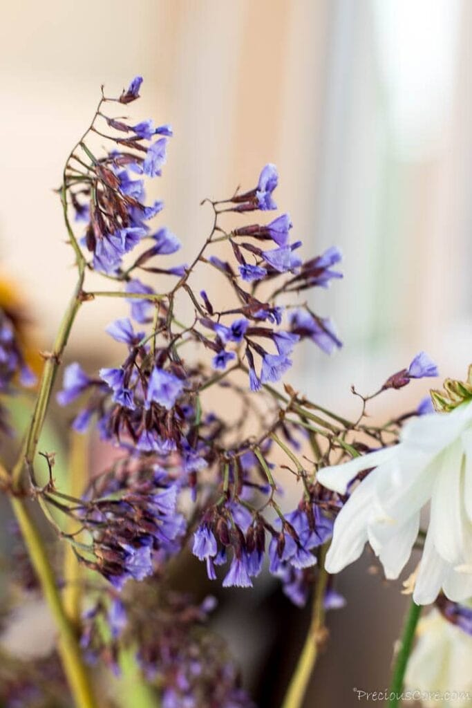 Small purple flowers in garden.