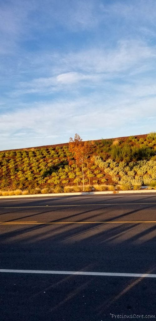 road, sky, plants on a slope