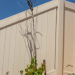 New Life Grows Out Of Dead Trees
