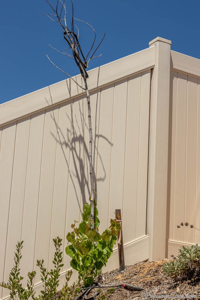 A tree leaning on a modern fence.