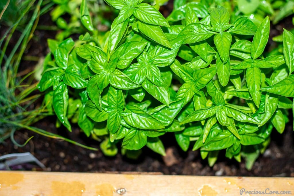 Basil in a wooden planter