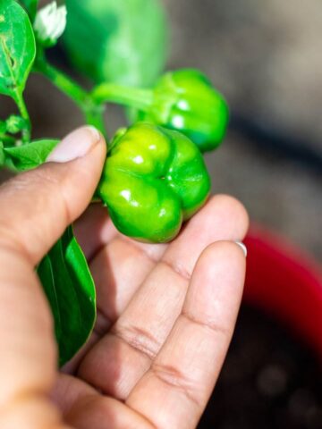 Hand holding a young bell pepper in first garden