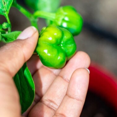 Hand holding a young bell pepper in first garden