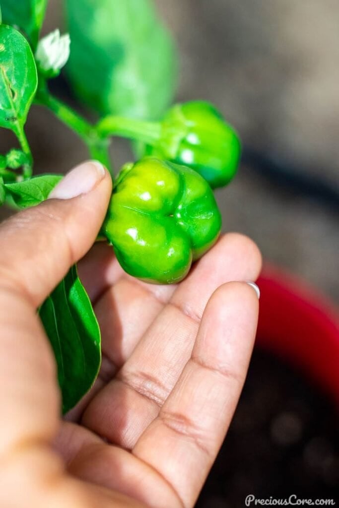 Hand hoding a young bell pepper