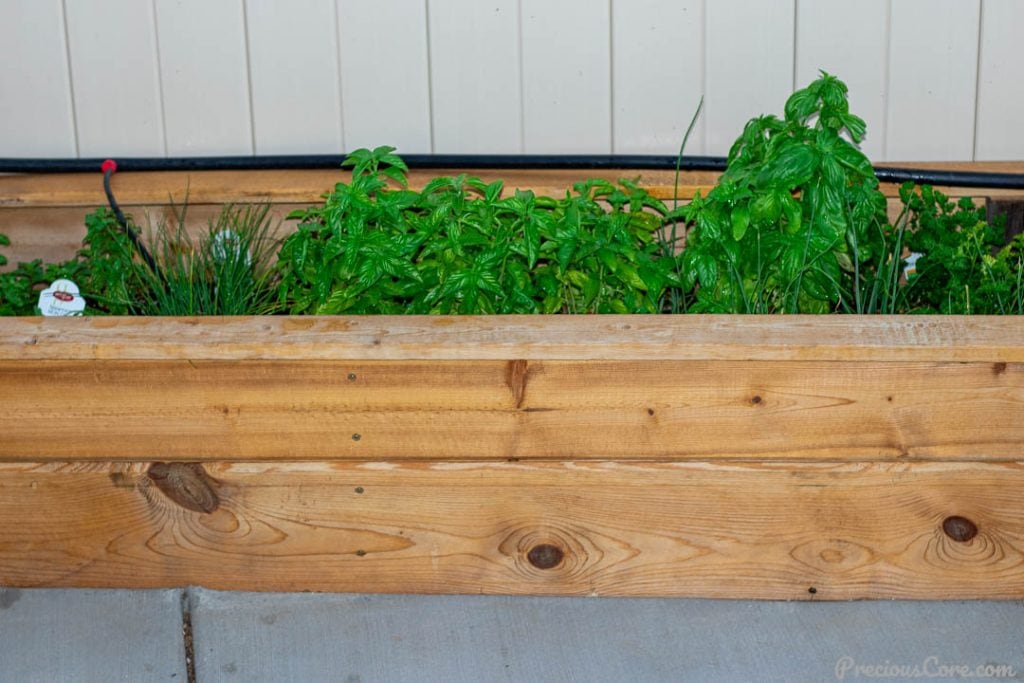 Herbs in a wooden planter