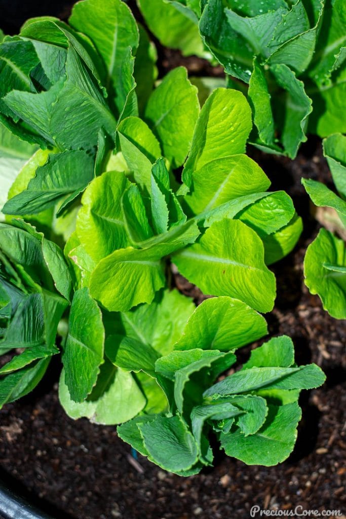 Romaine lettuce plants in a planter