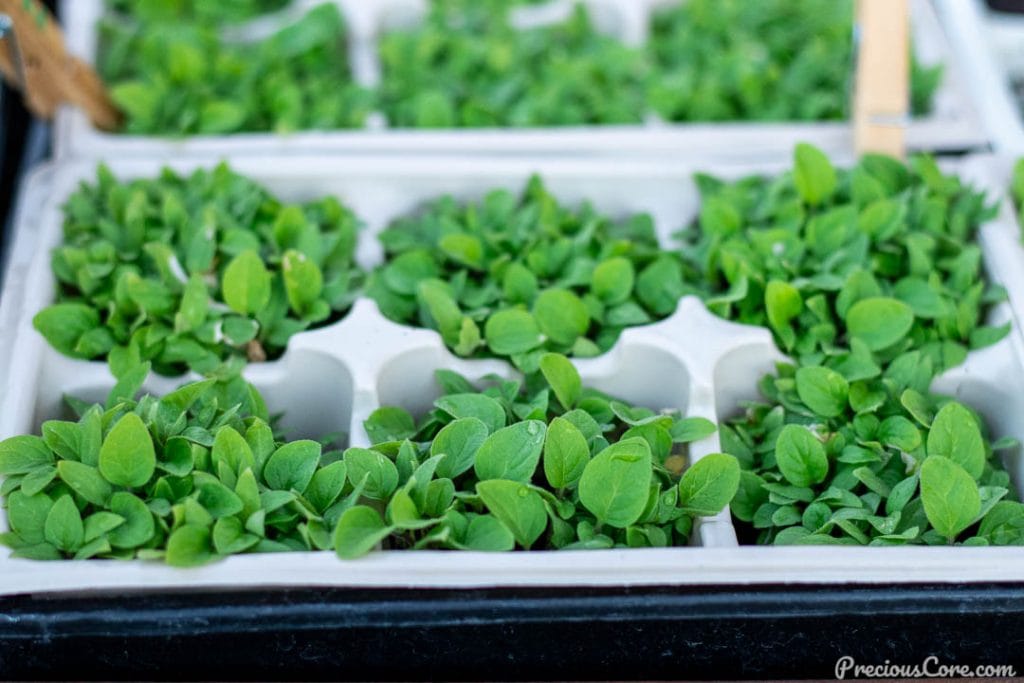 young vegetable plants in small plastic containers