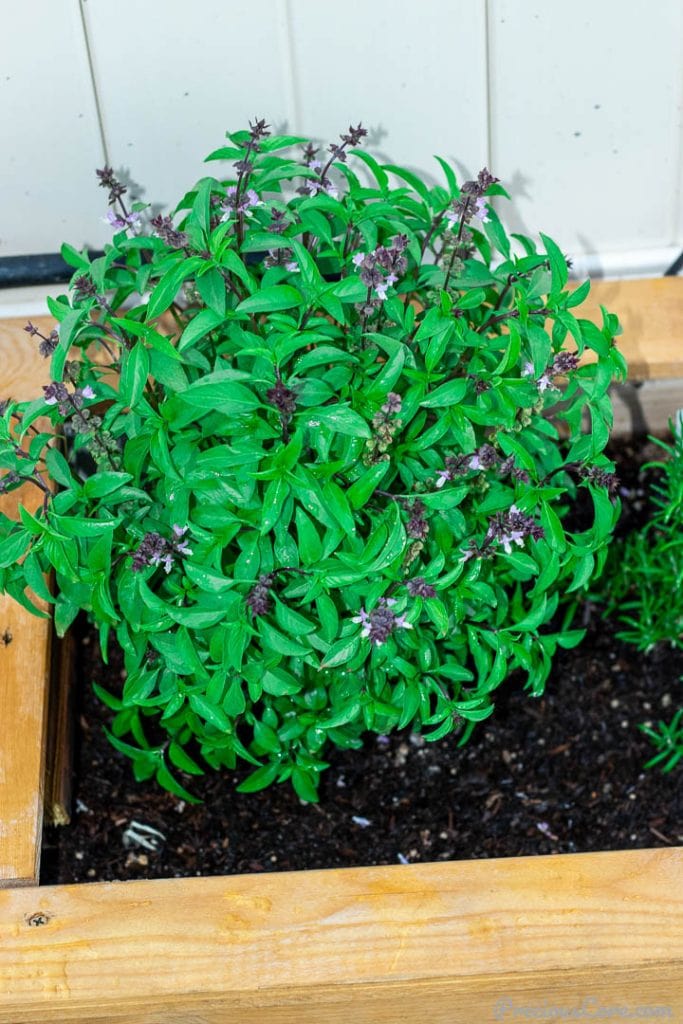 Sweet thai basil in a wooden planter