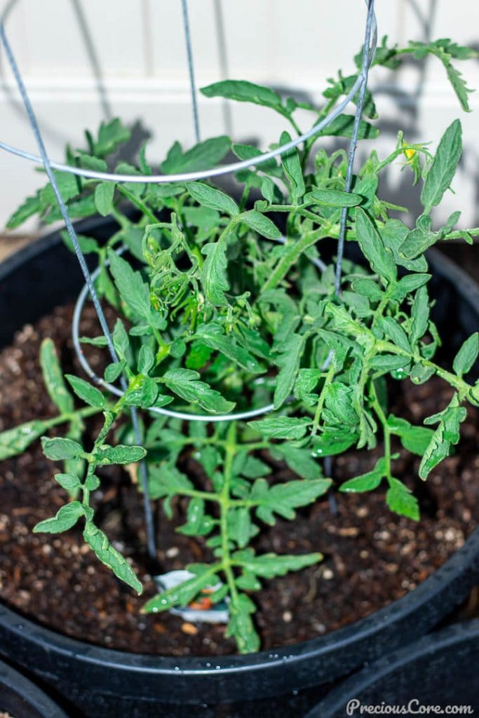 Tomato plant in a planting container